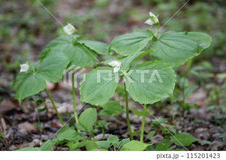 エンレイソウの森 115201423