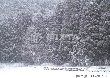 杉林に静かに降り積もる雪 115201425