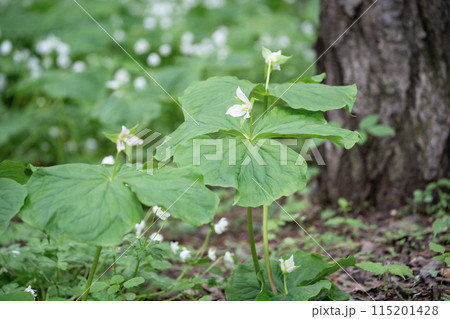 エンレイソウの森 115201428