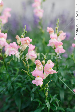 Pink Snapdragon flowers in the garden 115201553