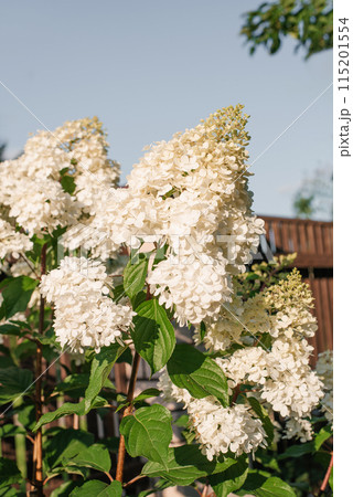 White inflorescences of paniculate hydrangea Vanilla Frise in the garden 115201554