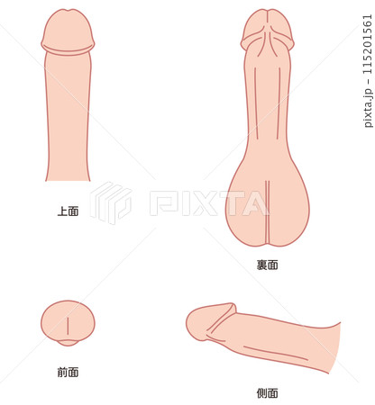 男性生殖器の説明図 医療 男性生殖器の説明図 医療 115201561
