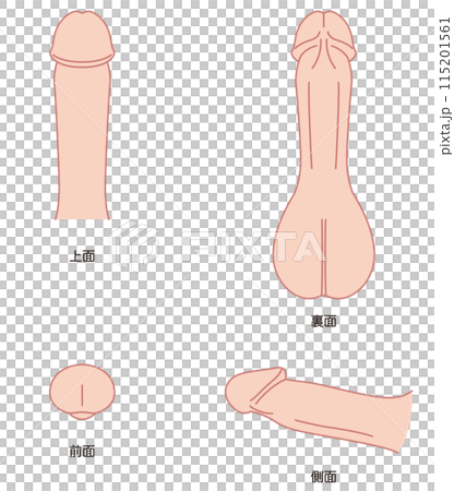 男性生殖器の説明図 医療 男性生殖器の説明図 医療 115201561