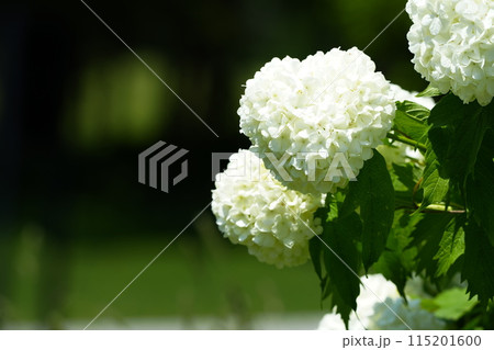 白い紫陽花 白い紫陽花 115201600