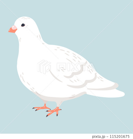 シンプルで可愛い白鳩の手描きのイラスト　主線なし 115201675