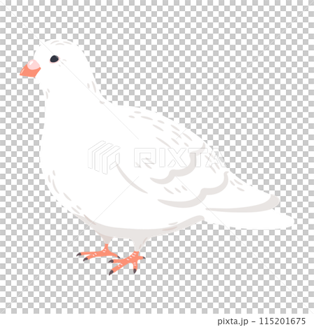 シンプルで可愛い白鳩の手描きのイラスト　主線なし 115201675