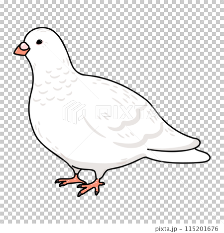 簡單可愛的手繪插畫，帶有主線的白鴿 115201676