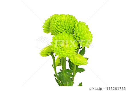 【菊 SPマム グリーン】 (深度合成) 115201783