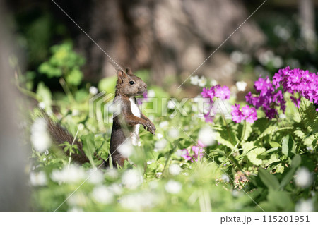 桜草とエゾリス 115201951