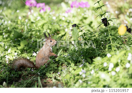 桜草とエゾリス 桜草とエゾリス 115201957