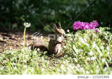 桜草とエゾリス 桜草とエゾリス 115201966