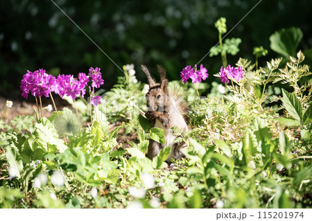 桜草とエゾリス 115201974