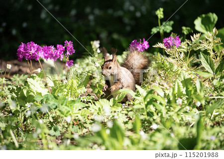 桜草とエゾリス 115201988