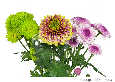 【菊 SPマム スプレーマム】 (深度合成) 115202003