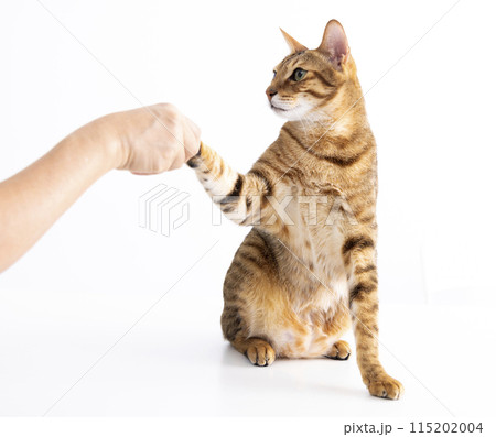 cat handshaking with people on table 115202004