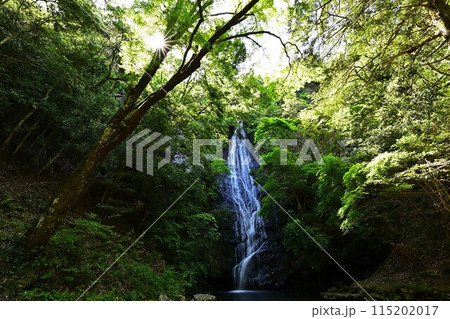 新緑の琴滝 115202017