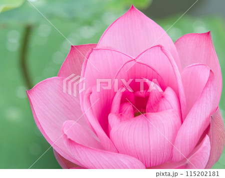 赤いハスの花 115202181