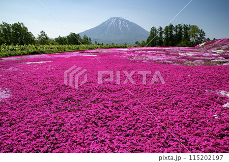 ニセコの芝桜 ニセコの芝桜 115202197