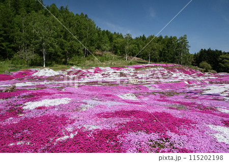 ニセコの芝桜 115202198