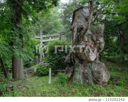 宮城県村田町 白鳥神社のけやき 宮城オルレ 村田コース 宮城県村田町 白鳥神社のけやき 宮城オルレ 村田コース 115202242