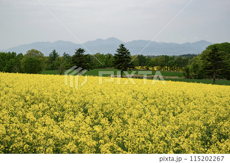 黄色の菜の花大地 115202267
