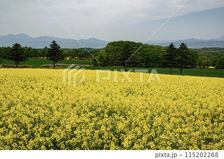 黄色の菜の花大地 115202268