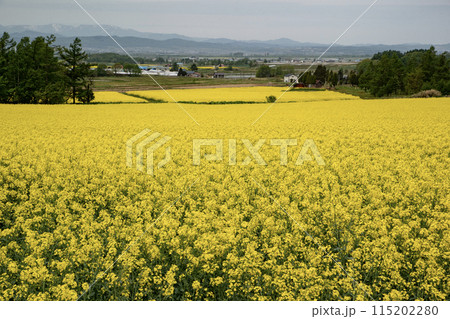 黄色の菜の花大地 115202280
