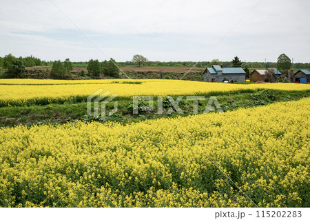 黄色の菜の花大地 黄色の菜の花大地 115202283