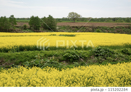 黄色の菜の花大地 黄色の菜の花大地 115202284