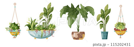 Houseplant and macrame plant growing in pots. Set of handmade home decorations macrame plants isolated on white background. Cartoon flat illustration. Houseplant and macrame plant growing in pots. Set of handmade home decorations macrame plants isolated on white background. Cartoon flat illustration. 115202431