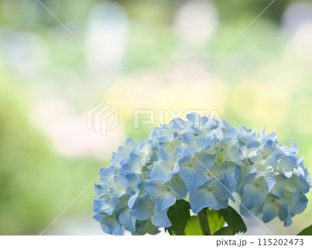 青い紫陽花 青い紫陽花 115202473