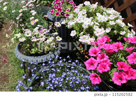 庭の花の寄せ植え＆寄せ鉢 115202582