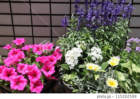 玄関前の花の寄せ植え&寄せ鉢 玄関前の花の寄せ植え&寄せ鉢 115202589