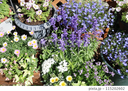 青い花の寄せ植え＆寄せ鉢 115202602