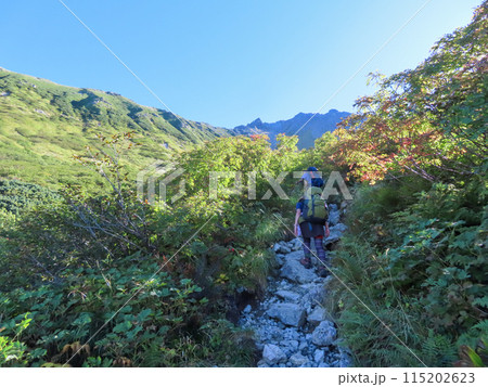 槍ヶ岳への登山道の飛騨沢ルートを登る登山者 115202623