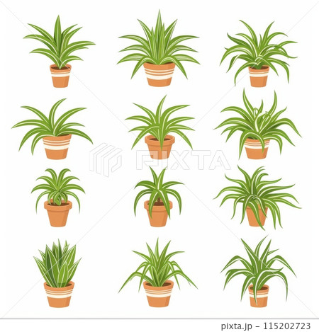 Spider Plant (Chlorophytum comosum), Pot Plant Flat Icon Set, Chlorophytum Plant Flat Design Spider Plant (Chlorophytum comosum), Pot Plant Flat Icon Set, Chlorophytum Plant Flat Design 115202723