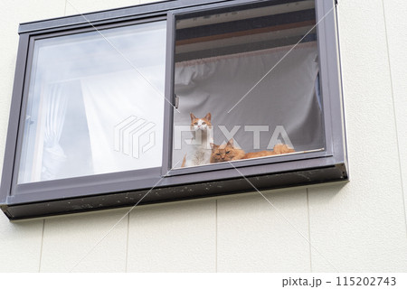 窓辺に並ぶ二匹の猫 115202743