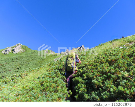 槍ヶ岳への登山道の飛騨沢ルートを登る女性登山者 115202979