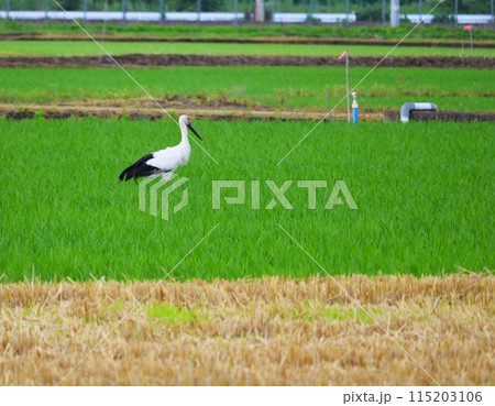 田植え後の田んぼに立つコウノトリ 珍しい 初夏 田植え後の田んぼに立つコウノトリ 珍しい 初夏 115203106