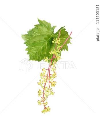 水彩で描いた葉付きブドウの開花 イラスト ベリーA【手描き】白バック