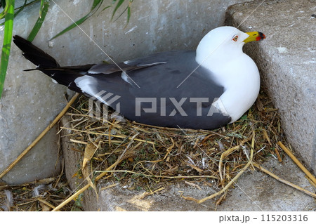 子育て中の蕪島のうみねこ《青森県八戸市》 子育て中の蕪島のうみねこ《青森県八戸市》 115203316
