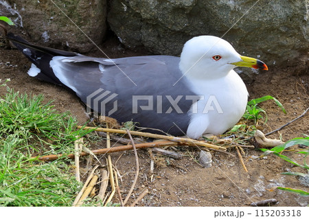 子育て中の蕪島のうみねこ《青森県八戸市》 子育て中の蕪島のうみねこ《青森県八戸市》 115203318
