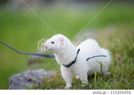 散歩中に何か見つけたフェレット 散歩中に何か見つけたフェレット 115203458