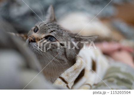 ネコを抱く 115203504