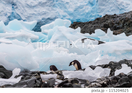 Impression of the Adelie Penguin Colony at the fish islands 115204025