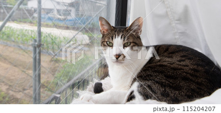 窓辺でくつろぐ猫　キジトラ白 115204207