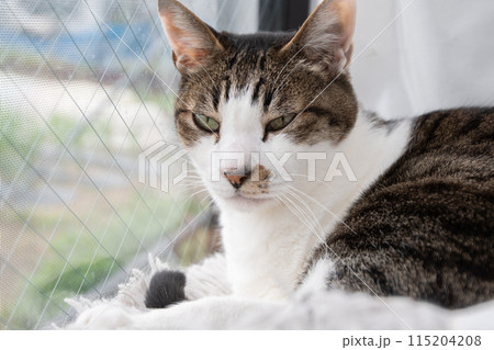 窓辺でくつろぐ猫　キジトラ白 115204208