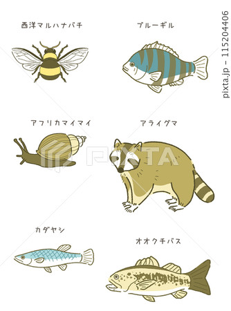 日本の外来生物セット 外来種のイラスト素材 115204406
