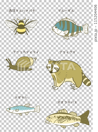 日本の外来生物セット 外来種のイラスト素材 115204406