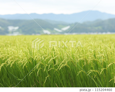 稲の苗が植えられた田んぼ 115204460